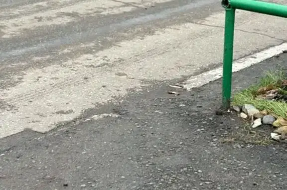 Собака на углу Мира, 11, Пенза