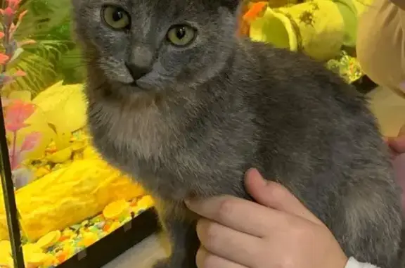 Пропала кошка, ул. Чайковского, Брянск