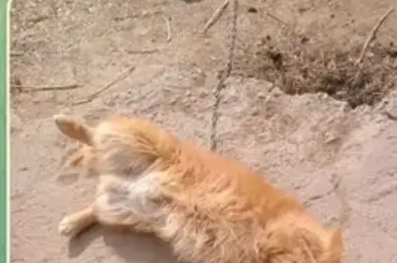 Пропала собака, ул. Рабочего Штаба, Иркутск