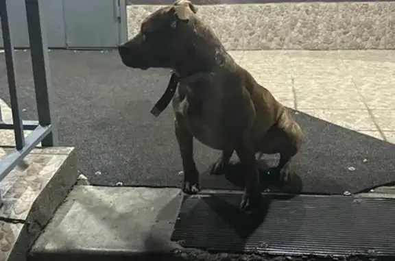 Найдена собака, Оренбург, фото: Стафф найден: ул. Неплюева, Оренбург