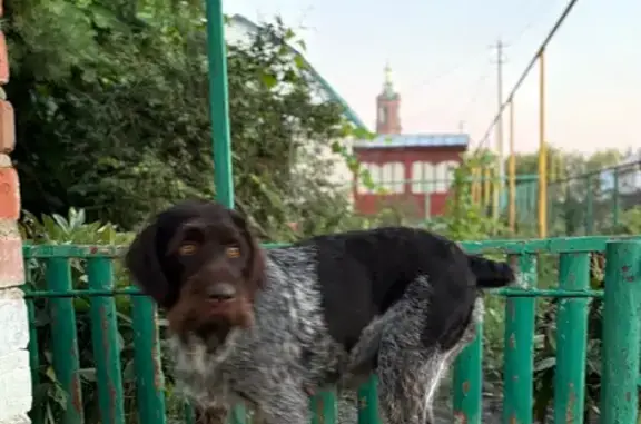 Пропала собака в Стрельцах, Тамбовская обл.