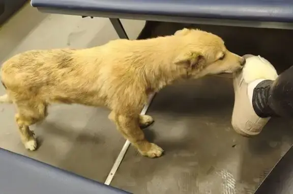 Найдена собака, Москва, фото: Щенок найден в электричке, Тверская Застава