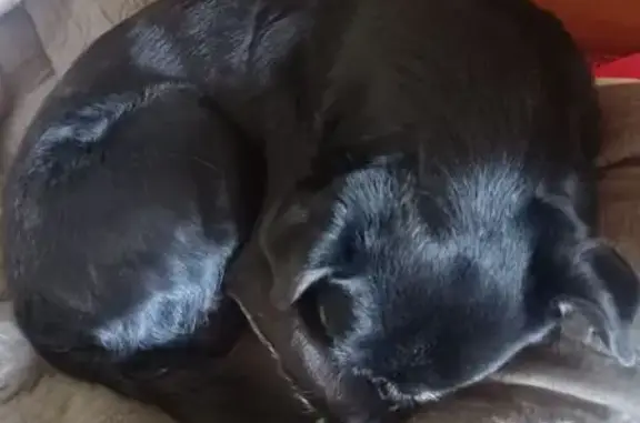 Пропала собака, Матросова 9, Красноярск