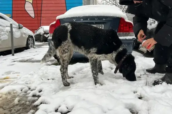 Найдена собака, Одинцово, фото: Собака найдена: Кутузовская ул, 4, Одинцово