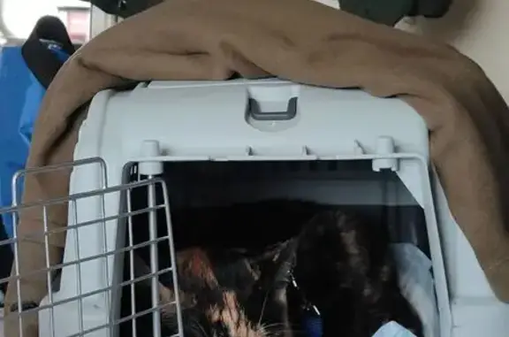 Пропала кошка, ул. 2-й Пятилетки, Ростов