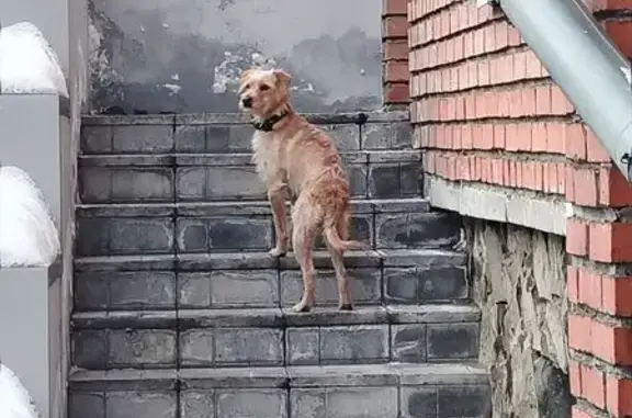 Собака найдена: Киевская ул. 13, Томск