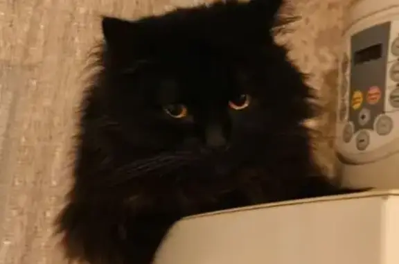 Кошки потеряшки, Краснодар, фото: Потеряшка чёрный кот, Лермонтова 37, Краснодар