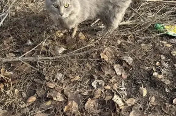 Найдена кошка, Оренбург, фото: Кошка найдена: Полигонная ул, 3, Оренбург