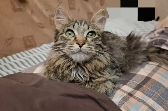 Найденные животные Серов, фото: Кошка найдена: ул. Льва Толстого, 36, Серов