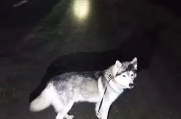 Найдена собака, , фото: Хаски найден в Абрамовке у подъезда Цаплино