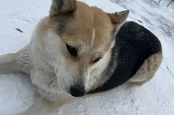 Найдена собака, Маркова (иркутский), фото: Собака найдена: ул. Изумрудная, 4/1, Маркова