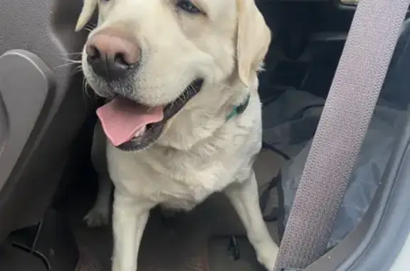 Найдена собака, Воронеж, Воронежская обл.