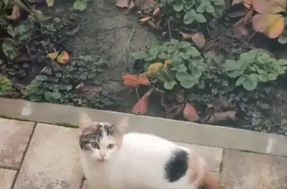 Найдена кошка, Краснодар, фото: Кошка найдена: ул. Бараненко, 16к1, Краснодар