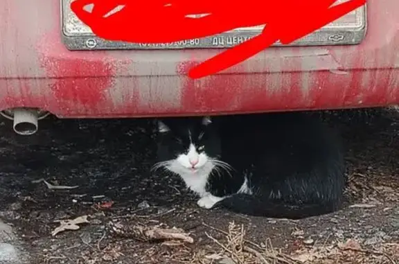 Найдена кошка, Омск, фото: Кошка найдена: ул. Декабристов, 91, Омск