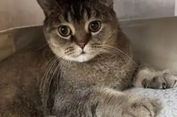 Пропала кошка, Носовихинское шоссе 39