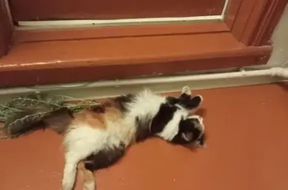 Пропала кошка, Нагорная ул., 72, Усть-Катав