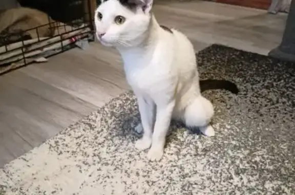 Кошка найдена: Новобратцевский, Москва