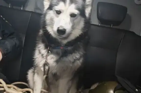 Найдена собака, Хабаровск, фото: Хаски найдена: Изумрудная 26, Хабаровск