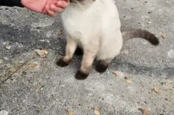 Найдена кошка, Ростов-на-Дону, фото: Кошка найдена: 2-Краснодарский 147/4