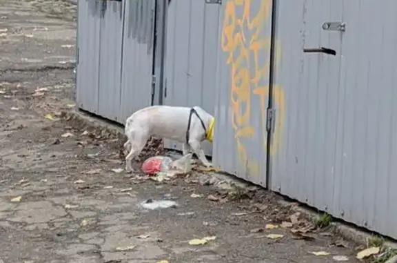 Собака найдена: ул. Коммунаров, 132, Краснодар