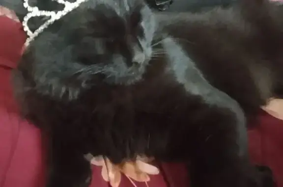 Кошки потеряшки, Каа-Хем, фото: Потеряшка кошка, Каа-Хемская ул., Каа-Хем