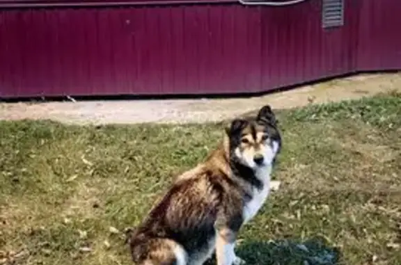 Найдена собака, , фото: Хаски найден на улице Лутова, Липецк