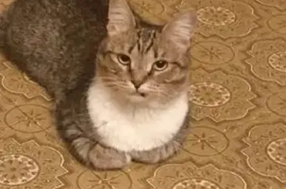 Пропала кошка в Шуе, ул. Свердлова, 7