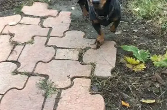 Найдена собака, Балашов, фото: Найдена такса с ошейником, ул. Гагарина