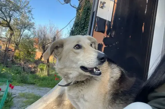 Пропала собака, ул. Розы Люксембург, 133