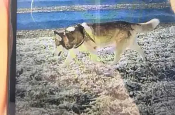 Собака на Мебельной улице, СПб