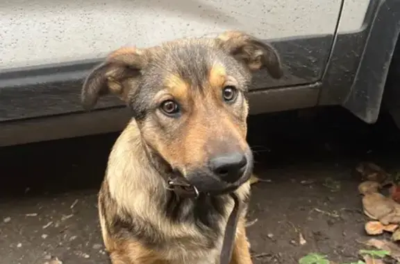 Найдена собака, Тульская область, фото: Собака найдена: Кимовск, Тульская обл.