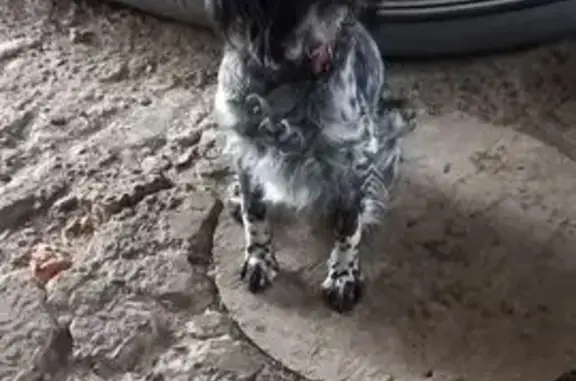 Пропала собака, В. Железнодорожный, 85