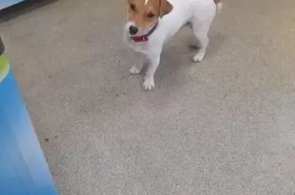 Найдена собака, Нижний Новгород, фото: Собака найдена в 