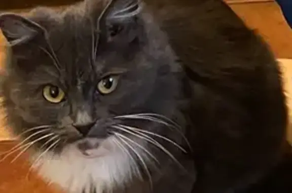 Кошки потеряшки, , фото: Потеряшка кошка, Садовая ул. 202, Валуево