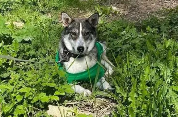 Собаки потеряшки, Вологда, фото: Потеряшка собака, ул. Чернышевского 143, Вологда