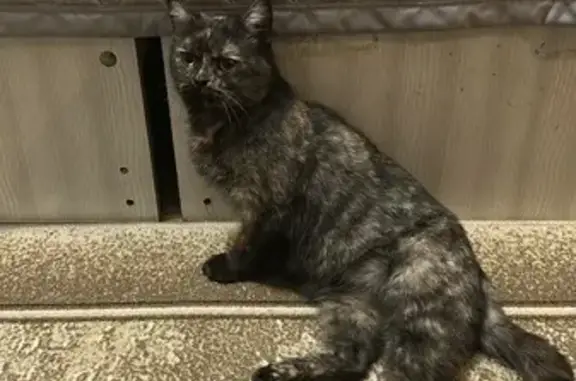 Найдена кошка, Москва, фото: Кошка найдена у Ленинградского вокзала, 5