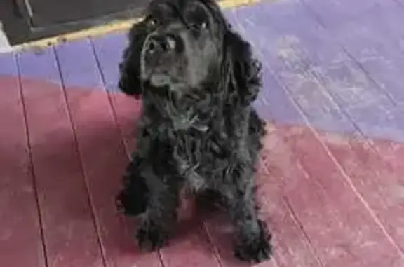 Пропала собака, ул. Островского 1А