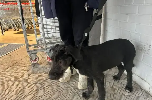 Найдена собака, Колпино, фото: Найдена собака на Тверской улице, Колпино