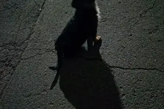 Найдена собака, Владивосток, фото: Собака найдена у общаг МГУ, ул. Пестеля