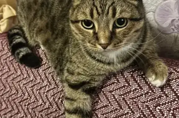 Объявления о пропавших и найденных животных, Волжск, фото: Кошка найдена: ул. Шестакова, 12, Волжск