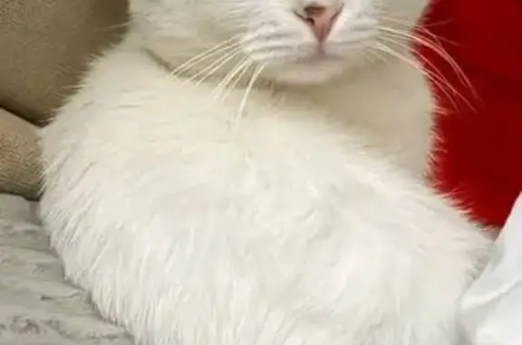 Кошки потеряшки, Элиста, фото: Потеряшка кошка, Элиста, вислоухий 5