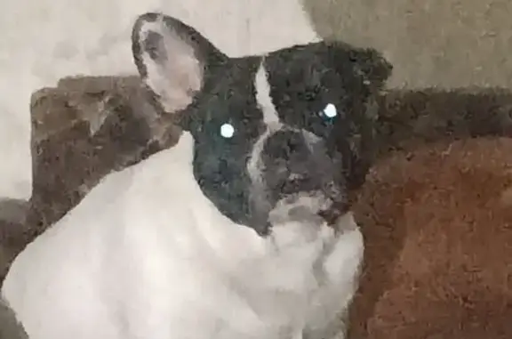 Собаки потеряшки, Санкт-Петербург, фото: Потеряшка собака на Наличной улице, СПб