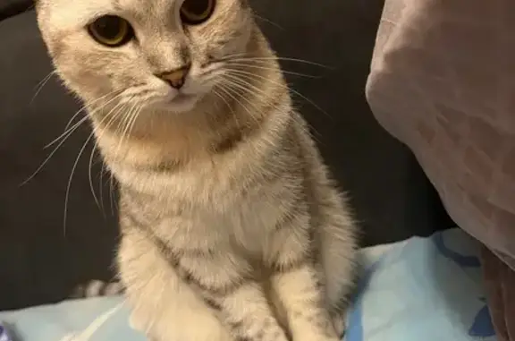 Пропала кошка, Славянская 16, Весенний