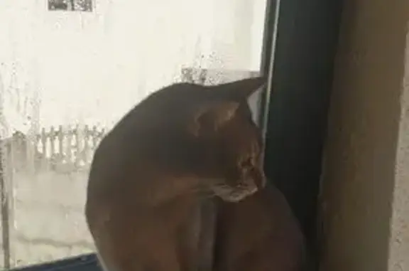 Кошки потеряшки, Шоссейное, фото: Потеряшка абиссинская кошка, Верхний пер. 14