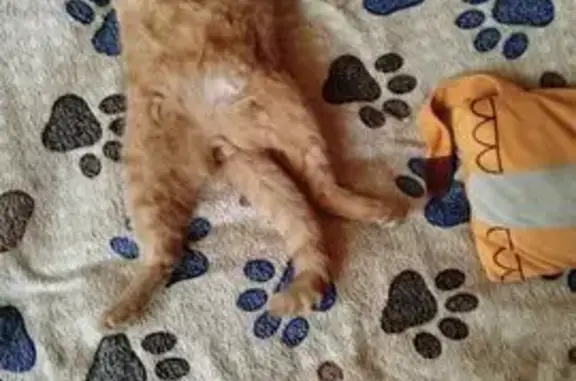 Пропал кот Симба, ул. 40 лет Октября, Уфа