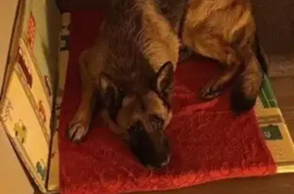 Пропала собака на 8-й линии, Ленобласть