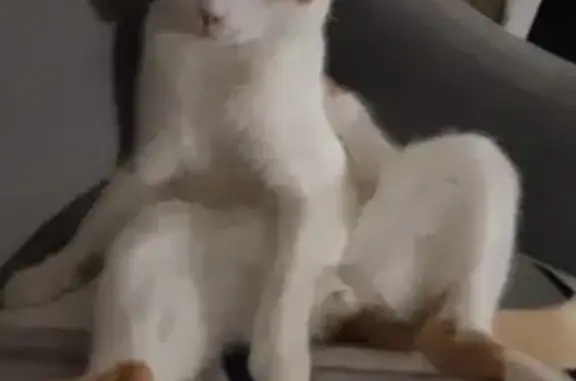 Пропала кошка, 3-я Бежевая ул., 17, РнД