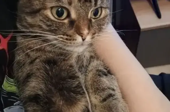 Пропала кошка Соня, ул. Тухачевского