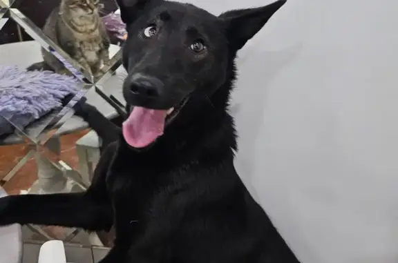 Собака найдена, пр. Мира, Томск