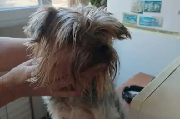 Найдена собака, Туапсе, фото: Собака найдена, ул. Маршала Жукова, Туапсе